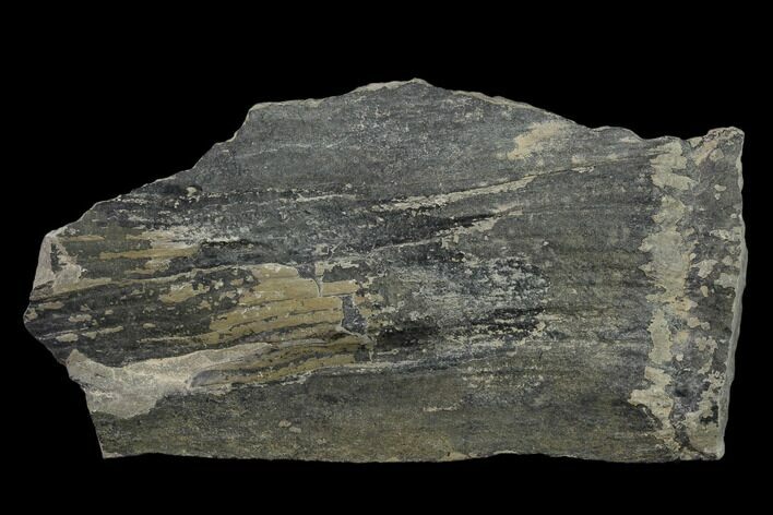 Pennsylvanian Horsetail (Calamites) Fossil - Kentucky #136816
